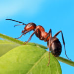 Mravce – spoločenské živočíchy, ktoré milujú sladké jedlá