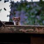 Ničia vám kuny majetok? Takto ich rýchlo odpudíte z pozemku